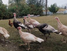 Продаются молодые индюки