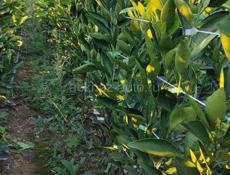 Саженцы Кункван