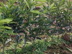 Саженцы Кункван ранний мандарин