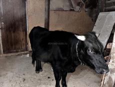 Продаётся бык 120 кг