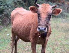 Продается корова !