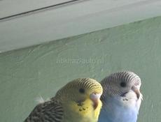 Волнистые попугаи