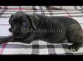 Продаются щенки Кане Корсо 🖤🖤🖤🖤🖤🖤🖤🖤