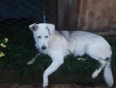 Помесь хаски, девочка, стерилизованная, меньше года