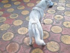 Помесь хаски, девочка, стерилизованная, меньше года