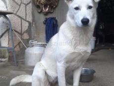 Помесь хаски, девочка, стерилизованная, меньше года