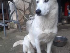 Помесь хаски, девочка, стерилизованная, меньше года