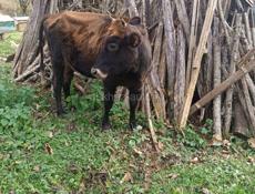 Молодые коровы