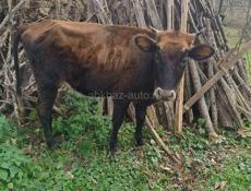 Молодые коровы