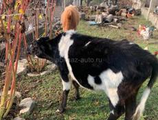 Продается породистая телка
