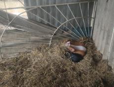 Свинья и поросята