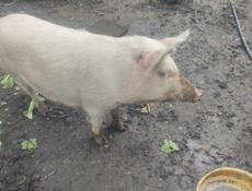 Свинья и поросята