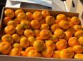 КУПЛЮ СОБРАННЫЕ МАНДАРИНЫ 