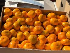 КУПЛЮ СОБРАННЫЕ МАНДАРИНЫ 