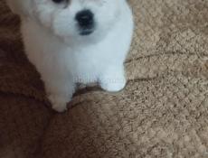 Щенки Бишонов