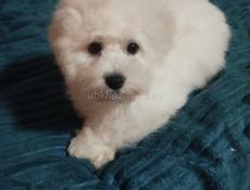 Щенки Бишонов