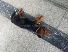 НАЙДЕНА СОБАКА 