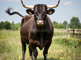 Продам классного быка!!!