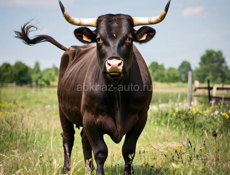 Продам классного быка!!!