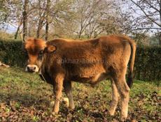 110 кг бычок хорошая порода цена 65 тыс быстрым торг 