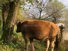 110 кг бычок хорошая порода цена 65 тыс быстрым торг