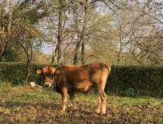 110 кг бычок хорошая порода цена 65 тыс быстрым торг