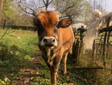 110 кг бычок хорошая порода цена 65 тыс быстрым торг