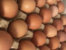 Инкубационное яйцо несушки