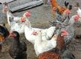 Куры и петухи на продажу