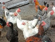 Куры и петухи на продажу