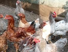 Куры и петухи на продажу