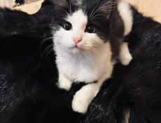 Котёнок Муся 