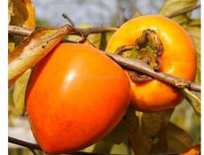 Куплю хурму бычье сердце 