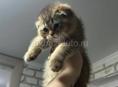 Шотландские котята 🌸🌸🌸🌸🌸🌸🌸🌸