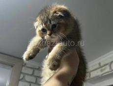 Шотландские котята 🌸🌸🌸🌸🌸🌸🌸🌸