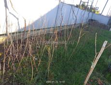 Саженцы Фруктов