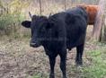 Продается бычок 80 -90кг