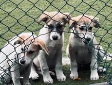 Щенки бесплатно