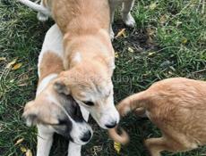 Щенки бесплатно