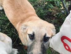 Щенки бесплатно