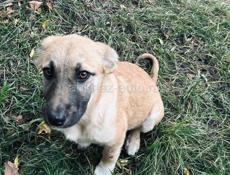 Щенки бесплатно