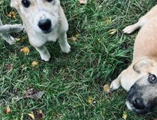 Щенки бесплатно