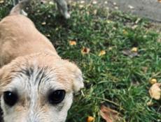 Щенки бесплатно