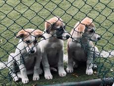 Щенки бесплатно