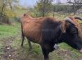 продаётся корова