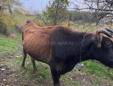 продаётся корова