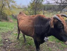 продаётся корова