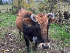 продаётся корова