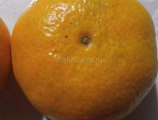 Продам мандарины