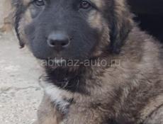 Щенки кавказскои овчарки 